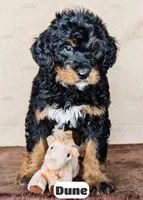 Dune, a male Bernedoodle for sale in Lima, OH – Photo 3 of 10