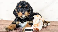 Dune, a male Bernedoodle for sale in Lima, OH – Photo 7 of 10