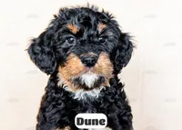 Dune, a male Bernedoodle for sale in Lima, OH – Photo 5 of 10
