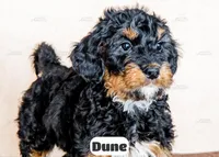 Dune, a male Bernedoodle for sale in Lima, OH – Photo 2 of 10