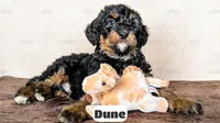 Dune, a male Bernedoodle for sale in Lima, OH – Photo 9 of 10