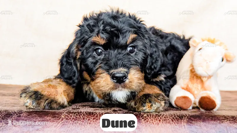 Dune – Bernedoodle puppy for sale in Lima, OH