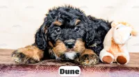 Dune, a male Bernedoodle for sale in Lima, OH – Photo 1 of 10