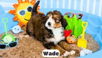 Wade, a male Bernedoodle for sale in Lima, OH – 4 of 10