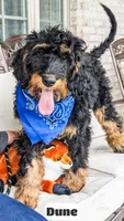 Dune, a male Bernedoodle for sale in Lima, OH – 5 of 10