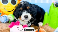 Sunny, a female Bernedoodle for sale in Lima, OH – 3 of 10