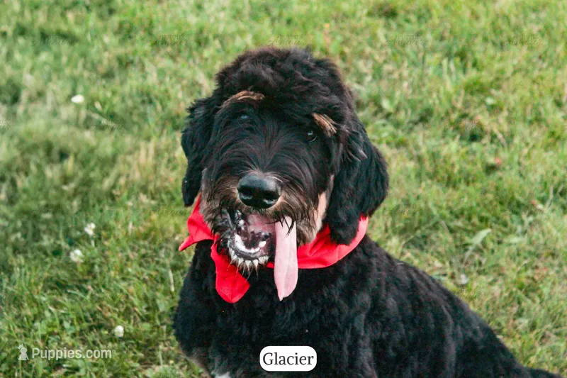 Glacier – Bernedoodle puppy for sale in Lima, OH