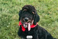 Glacier, a male Bernedoodle for sale in Lima, OH – 1 of 10