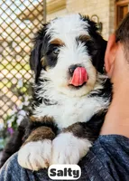 Salty, a male Bernedoodle for sale in Lima, OH – 2 of 10