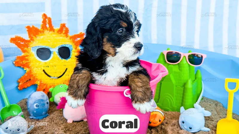 Coral – Bernedoodle puppy for sale in Lima, OH