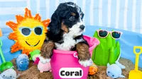 Coral, a female Bernedoodle for sale in Lima, OH – 1 of 2
