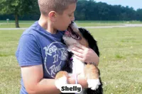 Shelly, a female Bernedoodle for sale in Lima, OH – 6 of 10