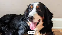 Twinkle, a female Bernedoodle for sale in Lima, OH – 4 of 4