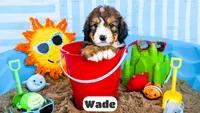 Wade, a  Bernedoodle for sale in Lima, OH – 2 of 2