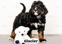 Glacier, a male Bernedoodle for sale in Lima, OH – Photo 7 of 9
