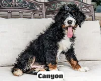 Canyon, a male Bernedoodle for sale in Lima, OH – 4 of 10