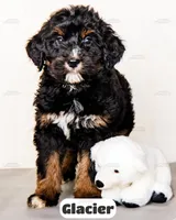 Glacier, a male Bernedoodle for sale in Lima, OH – Photo 4 of 9