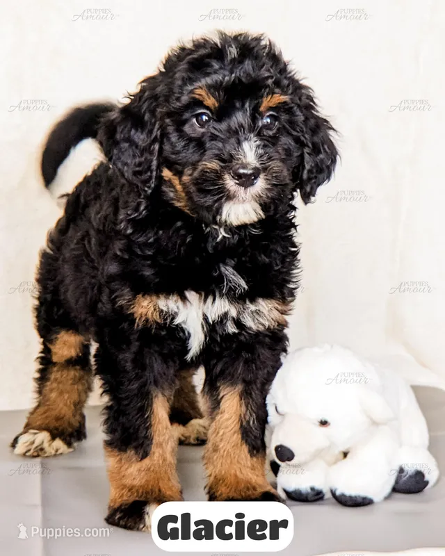 Glacier – Bernedoodle puppy for sale in Lima, OH