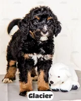 Glacier, a male Bernedoodle for sale in Lima, OH – Photo 1 of 4