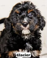 Glacier, a male Bernedoodle for sale in Lima, OH – Photo 5 of 9