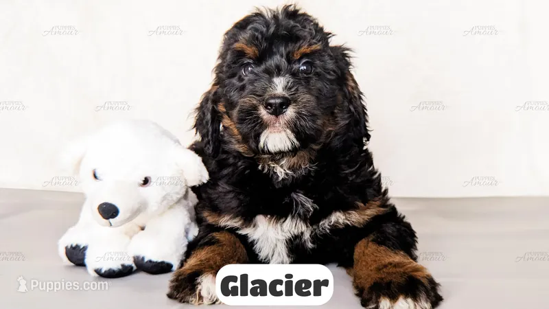 Glacier – Bernedoodle puppy for sale in Lima, OH