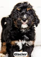 Glacier, a male Bernedoodle for sale in Lima, OH – Photo 6 of 9