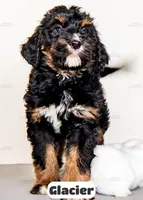 Glacier, a male Bernedoodle for sale in Lima, OH – Photo 3 of 9