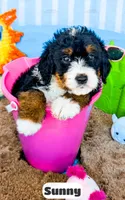 Sunny, a female Bernedoodle for sale in Lima, OH – 4 of 10