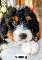 Sunny, a female Bernedoodle for sale in Lima, OH – 10 of 10