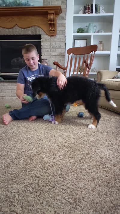 Shelly, a female Bernedoodle for sale in Lima, OH – 10 of 10