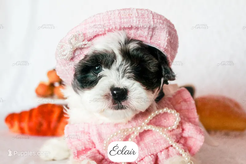 Éclair – Cavapoo puppy for sale in Lima, OH