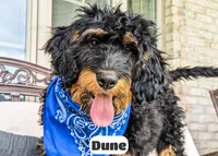 Dune, a male Bernedoodle for sale in Lima, OH – 6 of 10