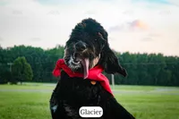 Glacier, a male Bernedoodle for sale in Lima, OH – 4 of 10