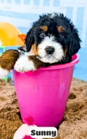 Sunny, a female Bernedoodle for sale in Lima, OH – 5 of 10