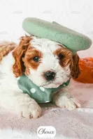 Choux, a male Cavapoo for sale in Lima, OH – 2 of 9