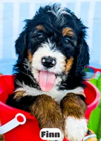 Finn, a male Bernedoodle for sale in Lima, OH – 1 of 2