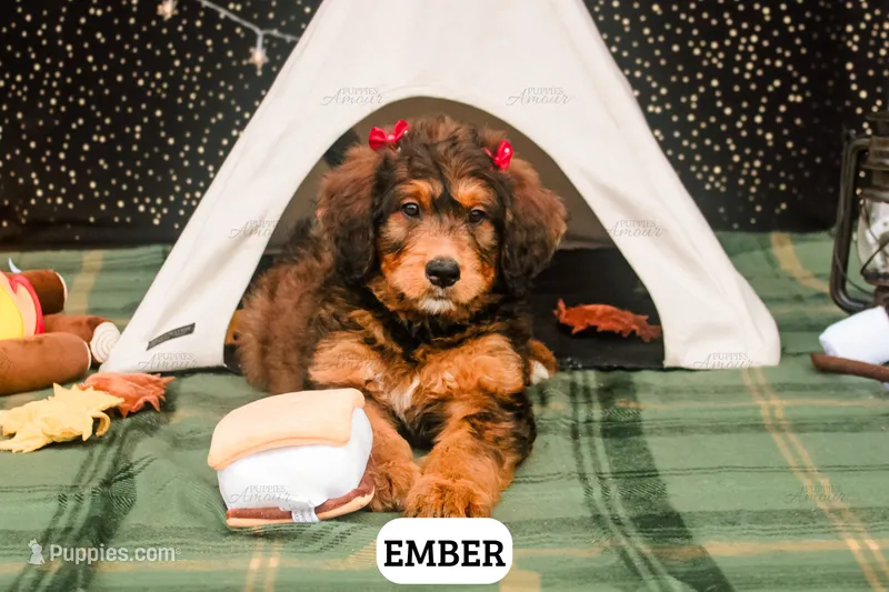 Ember – Bernedoodle puppy for sale in Lima, OH