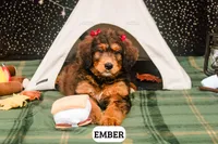 Ember, a female Bernedoodle for sale in Lima, OH – 1 of 6