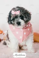 Madeleine, a female Cavapoo for sale in Lima, OH – 7 of 10