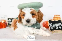 Choux, a male Cavapoo for sale in Lima, OH – 4 of 9