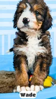 Wade, a male Bernedoodle for sale in Lima, OH – 7 of 10