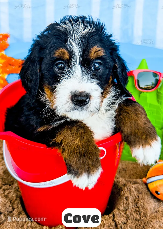 Cove – Bernedoodle puppy for sale in Lima, OH