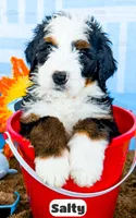 Salty, a male Bernedoodle for sale in Lima, OH – 10 of 10