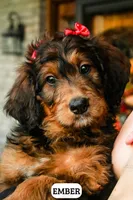 Ember, a female Bernedoodle for sale in Lima, OH – 3 of 6