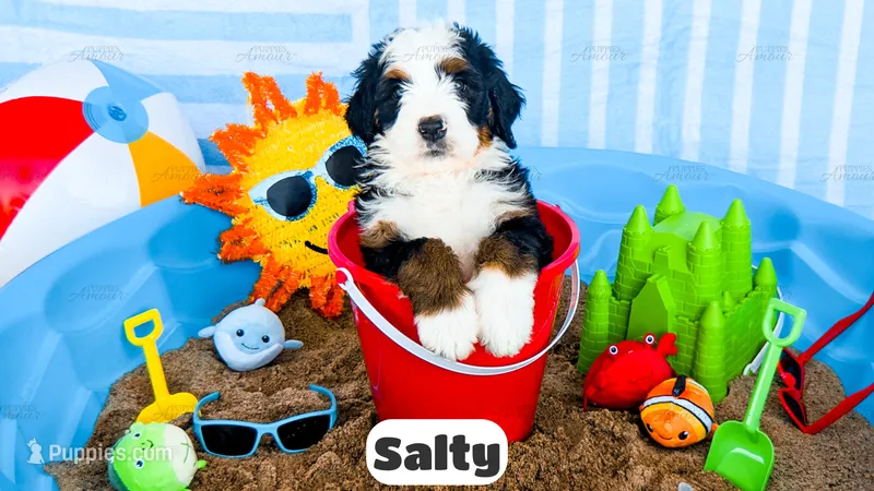 Salty – Bernedoodle puppy for sale in Lima, OH