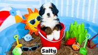Salty, a male Bernedoodle for sale in Lima, OH – 1 of 2
