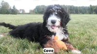 Cove, a male Bernedoodle for sale in Lima, OH – 2 of 9