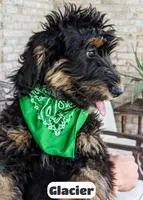 Glacier, a male Bernedoodle for sale in Lima, OH – 5 of 9