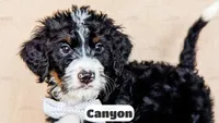Canyon, a male Bernedoodle for sale in Lima, OH – Photo 7 of 10