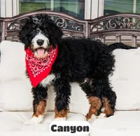 Canyon, a male Bernedoodle for sale in Lima, OH – 3 of 10